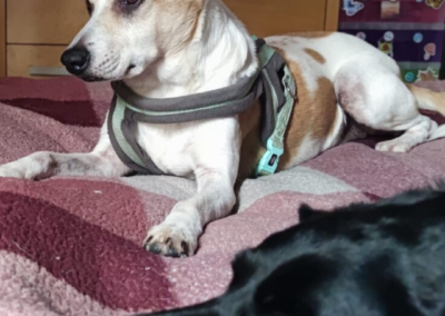 Two dogs lying on a bed